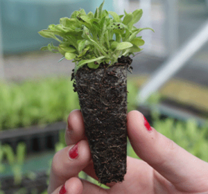 Wildflower Plug Plants - Boston Seeds