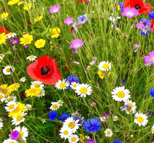 Wildflower Seed Mixes