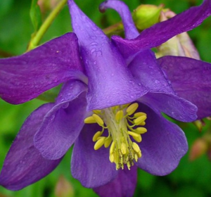 Perennial Wildflower Plug Plants