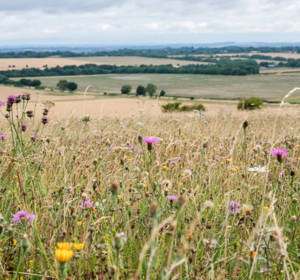 Harvested Natural Meadow Seed