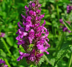 Perennial Wildflower Seeds