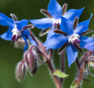 Annual Wildflower Seeds