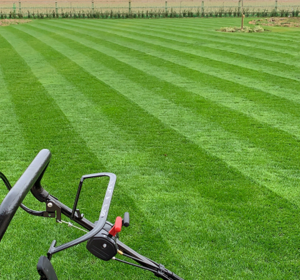 Mown grass - Lawn Seed UK Supplier - Boston Seeds