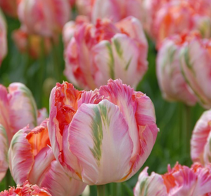Tulip Bulbs - Fringed & Parrot