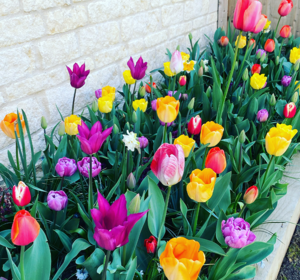 Flower Bulb Collections - Mixed Variety Packs