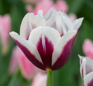 New this season flower bulbs
