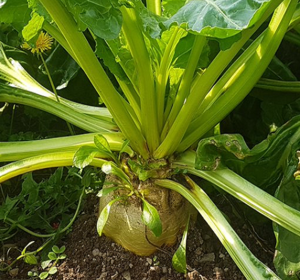 Fodder Beet Seed