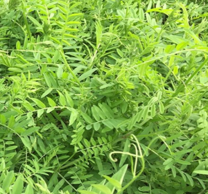 Vetch Cover Crops