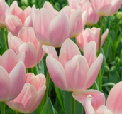 Tulip Bulbs - Darwin & Triumph