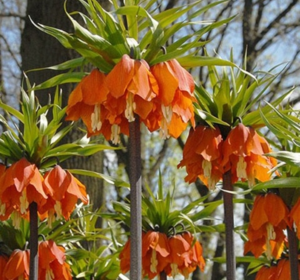 Fritillaria Bulbs