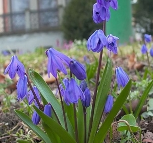 Scilla Bulbs