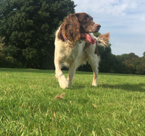 Dog on grass - Boston Seeds