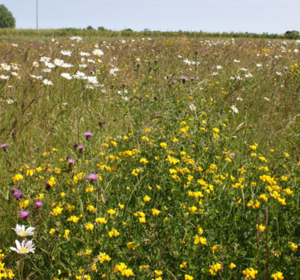 Flower Rich Margins and Plots