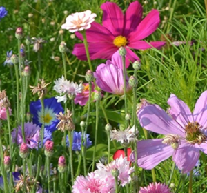 ColourMax Wildflower Seed Mix - Boston Seeds