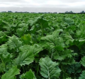 Green Kale Forage Crops - Order online from Boston Seeds