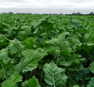 Green Kale Forage Crops - Order online from Boston Seeds