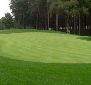 Golf green grass seed - Boston Seeds