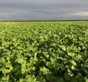 Mustard Cover Crops