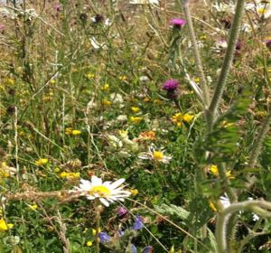 Autumn Sown Bumblebird