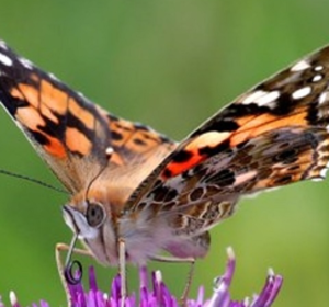 Wildflower Plants Collections - Boston Seeds