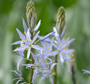 Camassia Bulbs