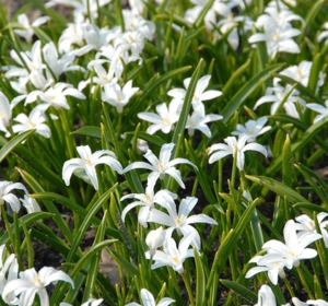 Chionodoxa Bulbs