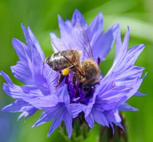 Bee on a flower - native wildflower seeds - Boston Seeds