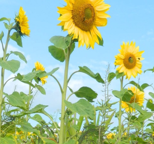 Sunflower Seeds Game Cover - Boston Seeds