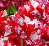 Tulip Bulbs - Speciality
