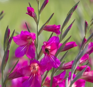 Gladioli Bulbs