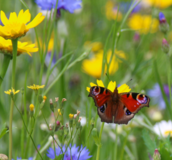 Butterfly on flower - Wildflower Plug Plants - Boston Seeds