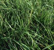 Grass Cover Crops