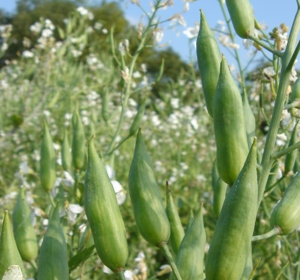 Oil Radish Cover Crops