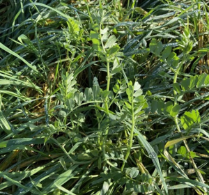 Cover Crop Mixtures