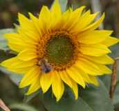 Sunflower - Order seeds online from Boston Seeds