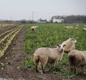 Forage Crop Mixtures