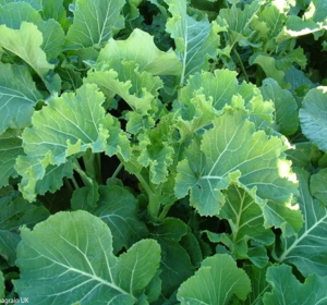 Kale & Forage Rape Seed