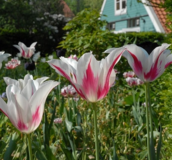 Tulip Bulbs - Lily & Dwarf