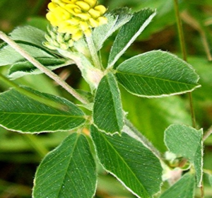 Legume Cover Crops