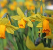 Dwarf Daffodil & Narcissi Bulbs
