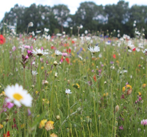 Wildflower Turf - Buy Wildflower Turf online today