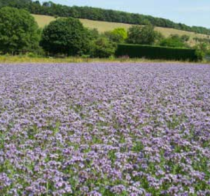 Green Manuring Crops