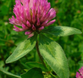 Clover Cover Crops