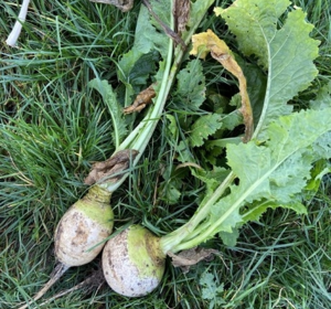 Stubble Turnips