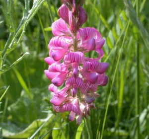 Agricultural Herbs