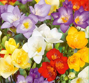 Freesia Bulbs