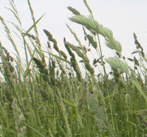 Buffer Strips and Beetle Banks from Boston Seeds