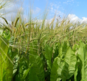 Perennial Game Cover Crops