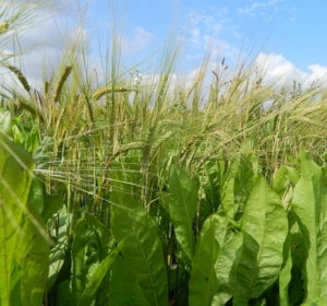 Perennial Game Cover Crops