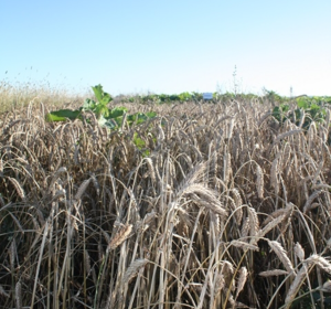 Cereals Cover Crops